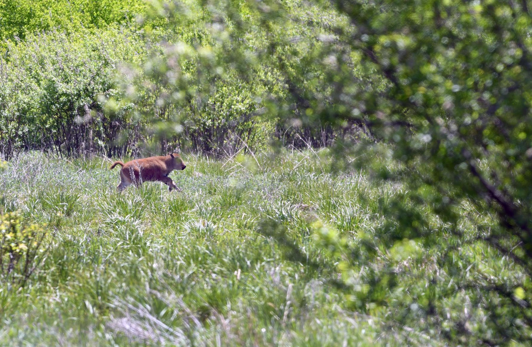 Minneopa bison babies 5